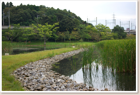 池の畔