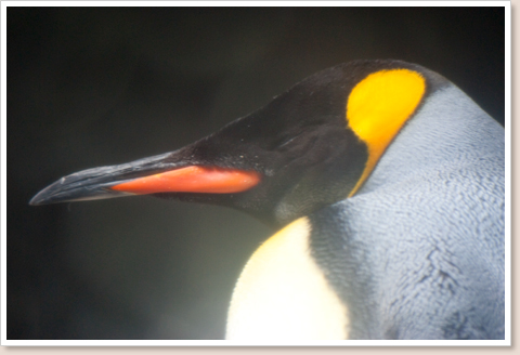 ペンギン