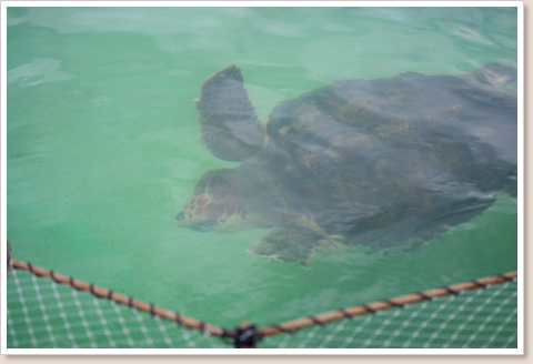 ウミガメ水槽
