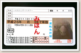 免許