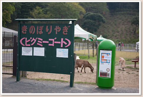 ピグミーゴート