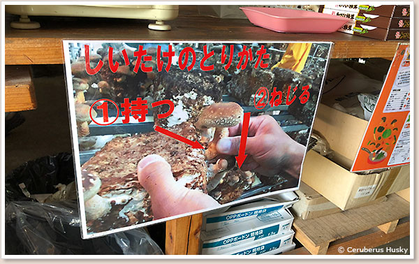 しいたけのとりかた