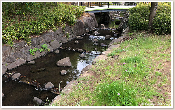近くの川で捕獲