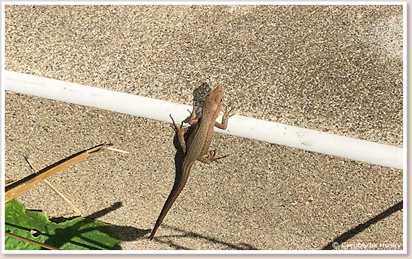 ミニカナヘビ
