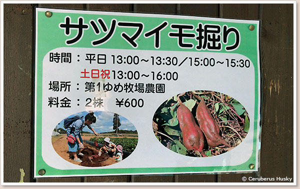 さつまいも掘り