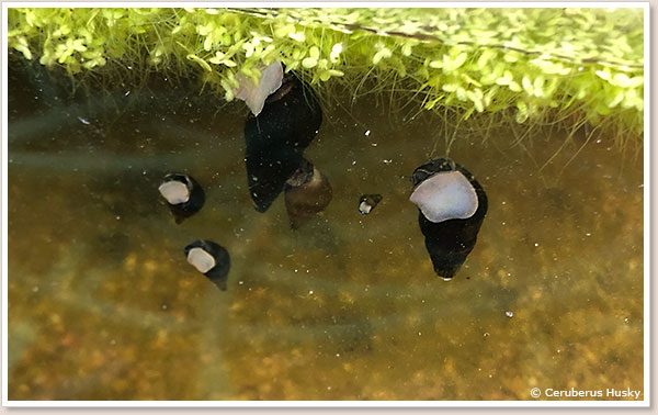 メダカ水槽のカワニナ