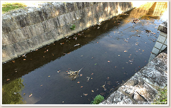 近所の川