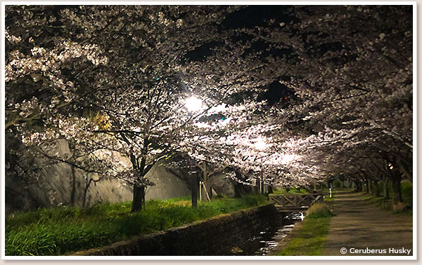夜桜