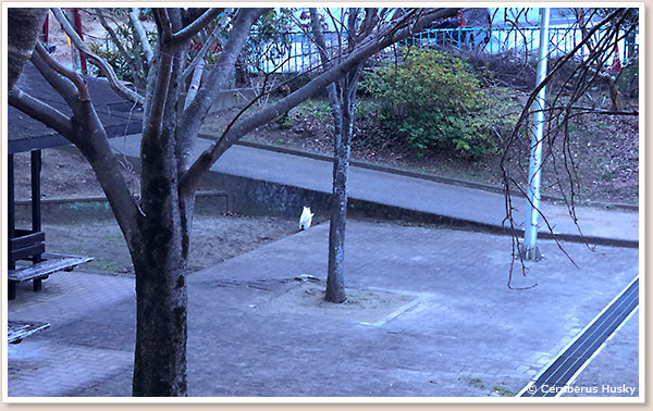 野良猫トイレ中