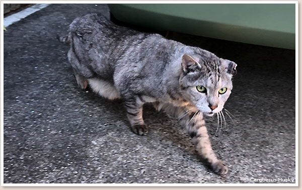 悪い猫