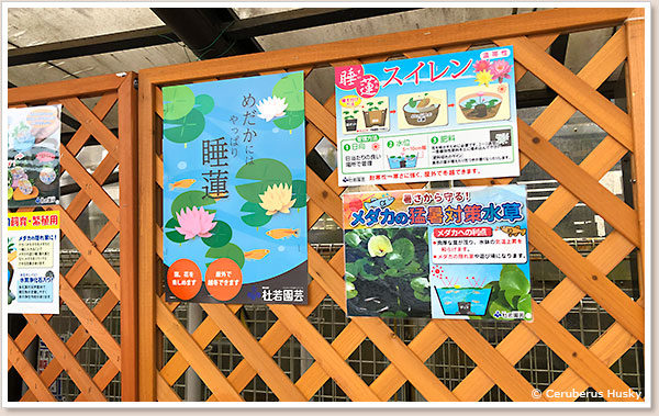 メダカ用の水草売り場では睡蓮がプッシュされています ホテイソウ