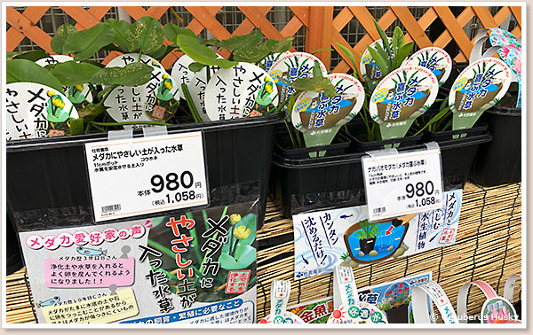 いろいろなメダカ用の水草があります ホテイソウ