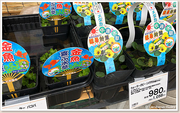 金魚用の水草というのもありました ホテイソウ