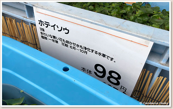 ホテイソウ