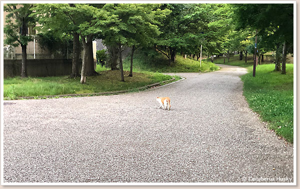 遊歩道を歩く