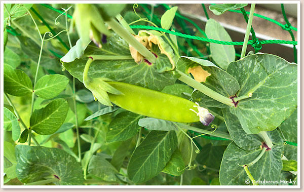 豆苗の花とさやえんどう