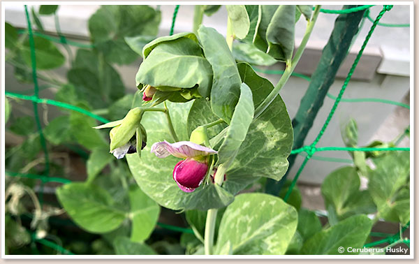 豆苗の花