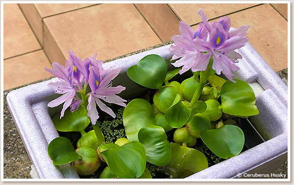 ホテイソウの花