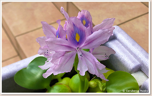 ホテイソウの花(拡大)