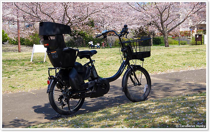 桜が咲く遊歩道を