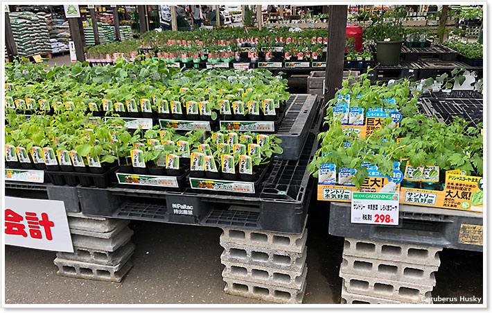 ゴーヤ売り場