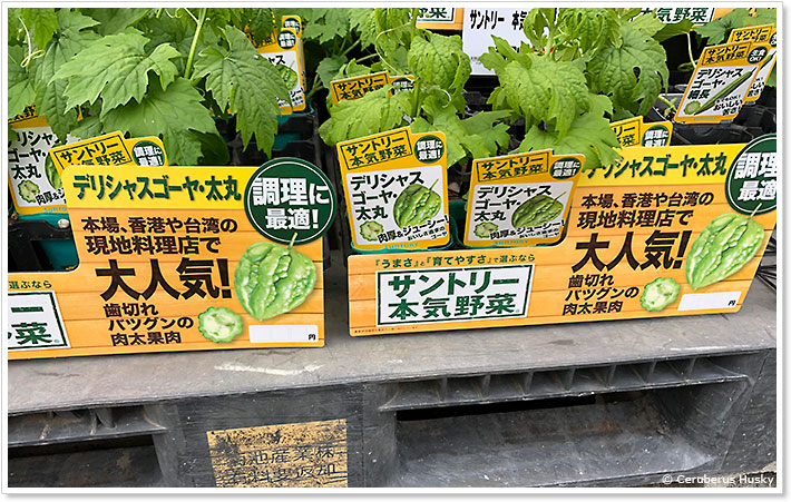 サントリーのゴーヤ