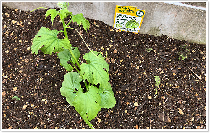 サントリー本気野菜：デリシャスゴーヤ・太丸