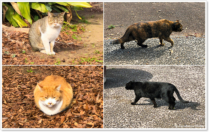 のらねこ