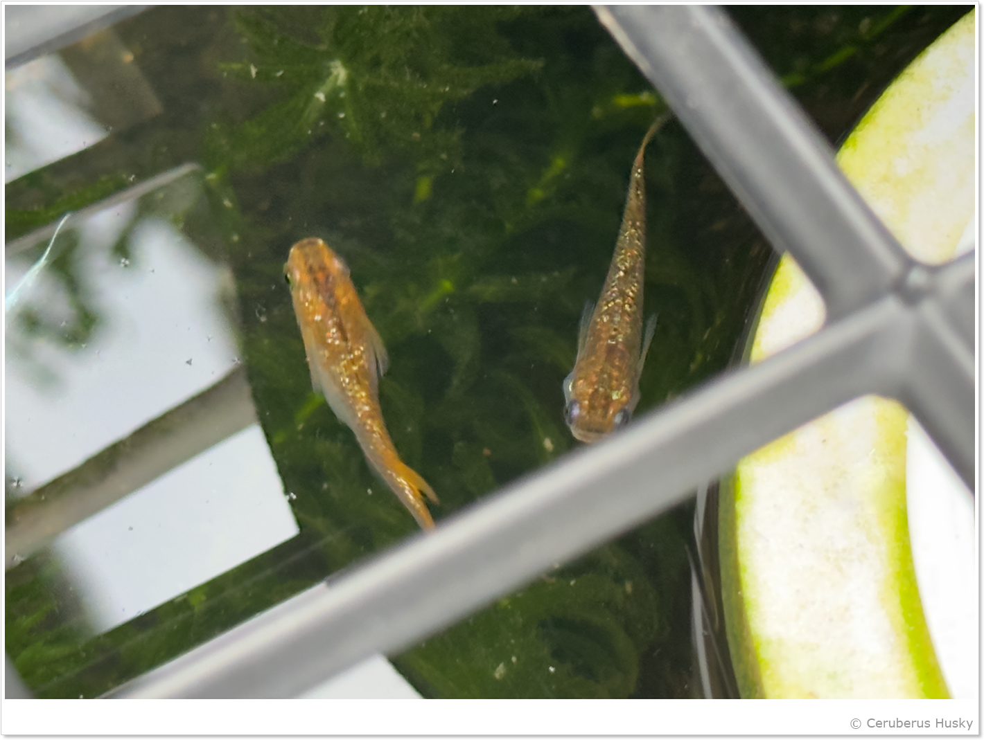 ヒミツヘイキラメ王のラメっぷり